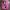 CPFM x Air Force 1 Low Fuchsia Dream (PREOWNED)